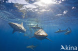 Galapagos shark (Carcharhinus galapagensis) 