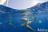 Galapagos shark (Carcharhinus galapagensis) 