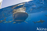 Galapagos shark (Carcharhinus galapagensis) 