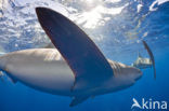 Galapagos shark (Carcharhinus galapagensis) 