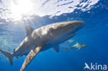 Galapagos shark (Carcharhinus galapagensis) 