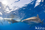 Galapagos shark (Carcharhinus galapagensis) 