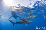 Galapagoshaai (Carcharhinus galapagensis) 