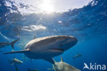 Galapagos shark (Carcharhinus galapagensis) 