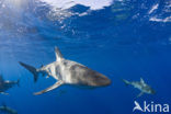 Galapagos shark (Carcharhinus galapagensis) 