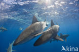 Galapagoshaai (Carcharhinus galapagensis) 