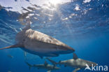 Galapagos shark (Carcharhinus galapagensis) 