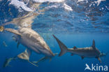 Galapagos shark (Carcharhinus galapagensis) 