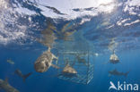 Galapagos shark (Carcharhinus galapagensis) 