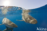 Galapagos shark (Carcharhinus galapagensis) 