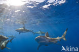 Galapagos shark (Carcharhinus galapagensis) 