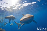 Galapagos shark (Carcharhinus galapagensis) 