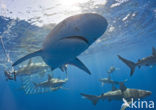 Galapagos shark (Carcharhinus galapagensis) 