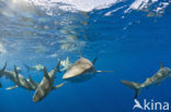 Galapagos shark (Carcharhinus galapagensis) 