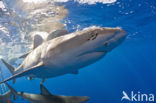 Galapagos shark (Carcharhinus galapagensis) 