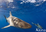 Galapagoshaai (Carcharhinus galapagensis) 