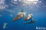 Galapagos shark (Carcharhinus galapagensis) 