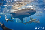 Galapagos shark (Carcharhinus galapagensis) 