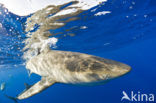 Galapagos shark (Carcharhinus galapagensis) 