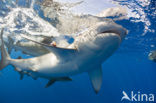 Galapagos shark (Carcharhinus galapagensis) 