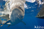 Galapagos shark (Carcharhinus galapagensis) 