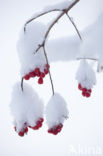 Guelder Rose