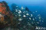 Common two-banded seabream (Diplodus vulgaris )