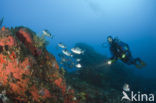 Common two-banded seabream (Diplodus vulgaris )