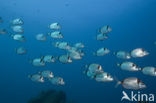 Common two-banded seabream (Diplodus vulgaris )