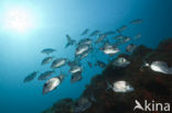 Common two-banded seabream (Diplodus vulgaris )