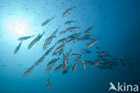 Common two-banded seabream (Diplodus vulgaris )