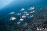 Geringde Zeebrasem (Diplodus vulgaris )