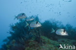 Geringde Zeebrasem (Diplodus vulgaris )