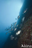 Common two-banded seabream (Diplodus vulgaris )