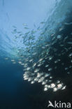 Common two-banded seabream (Diplodus vulgaris )