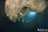 Common two-banded seabream (Diplodus vulgaris )