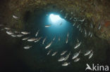 Common two-banded seabream (Diplodus vulgaris )