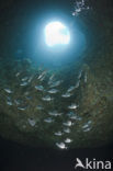 Common two-banded seabream (Diplodus vulgaris )