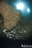 Common two-banded seabream (Diplodus vulgaris )