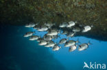 Common two-banded seabream (Diplodus vulgaris )