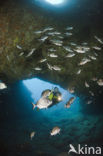 Geringde Zeebrasem (Diplodus vulgaris )