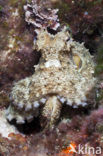 Common Octopus (Octopus vulgaris)