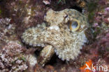 Common Octopus (Octopus vulgaris)