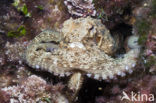 Common Octopus (Octopus vulgaris)