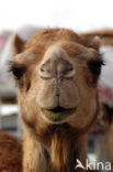 Bactrian Camel