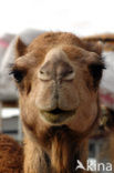 Bactrian Camel