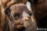 Bactrian Camel