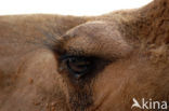 Bactrian Camel