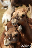 Bactrian Camel