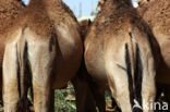 Bactrian Camel